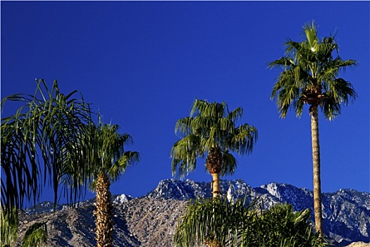 扇形棕榈,树,山,棕榈泉,加利福尼亚