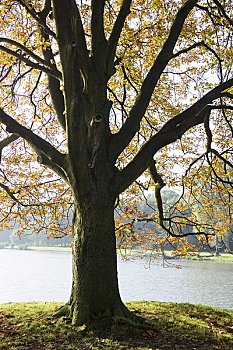 栗子树,水塘,科隆,北莱茵-威斯特伐利亚,德国
