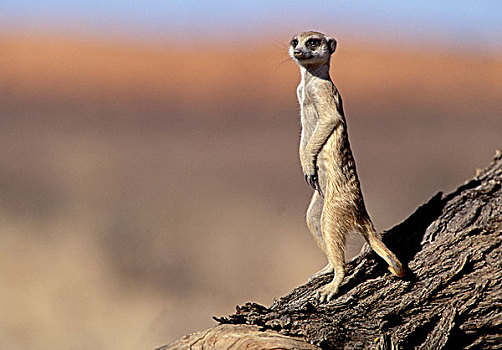 蒙哥,细尾獴属,卡拉哈迪大羚羊国家公园,卡拉哈里沙漠,南非,非洲