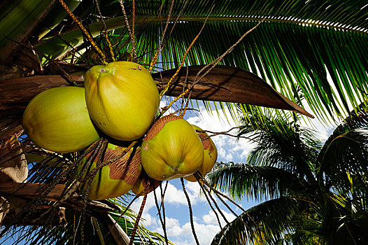 椰树,悬挂,椰,毛里求斯,非洲