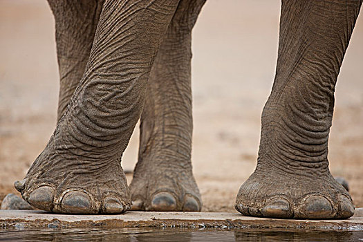 非洲象,脚,水潭,河谷,纳米布沙漠,纳米比亚