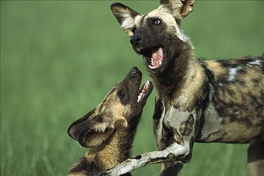 非洲野狗,非洲野犬属,一对,玩,乔贝国家公园,博茨瓦纳