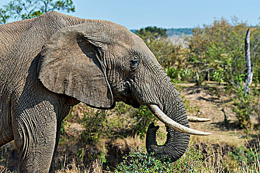 非洲,灌木,非洲象,马赛马拉国家保护区,肯尼亚