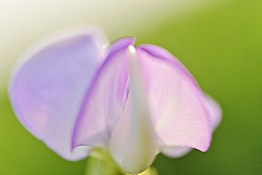 花,豆荚花