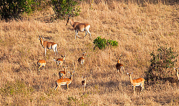 马赛马拉野生动物保护区
