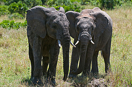 年轻,非洲,大象,马赛马拉国家保护区,肯尼亚