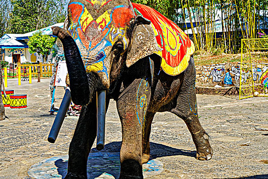 昆明民族村大象表演