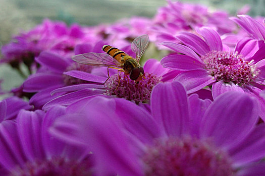 菊,菊科,菊花