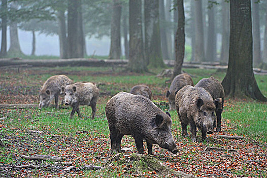 野猪,俘获,巴登符腾堡,德国,欧洲
