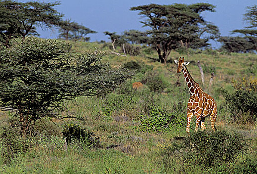 肯尼亚,网纹长颈鹿,长颈鹿,风景