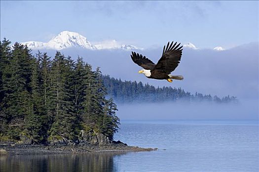 白头鹰,飞行,上方,通加斯国家森林,背景,阿拉斯加,合成效果