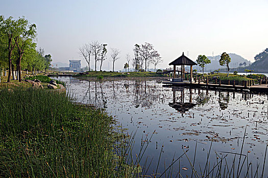 屯溪江边湿地小景