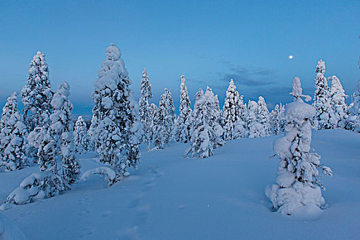 芬兰,冬日树林,靠近,拉普兰,欧洲