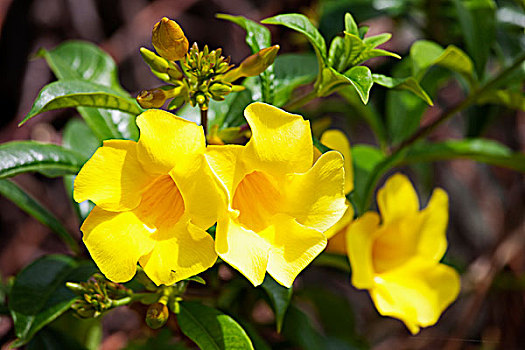 金喇叭花,藤,考艾岛,夏威夷,美国