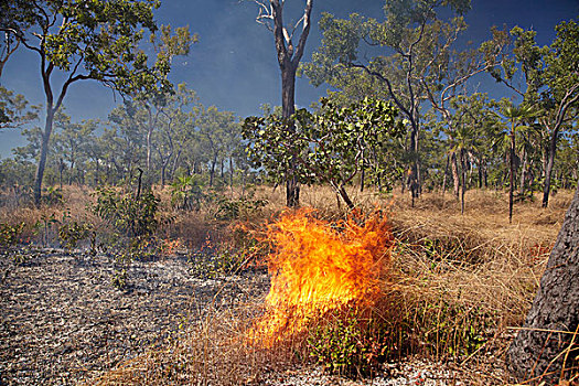 草,火,卡卡杜国家公园,北领地州,澳大利亚