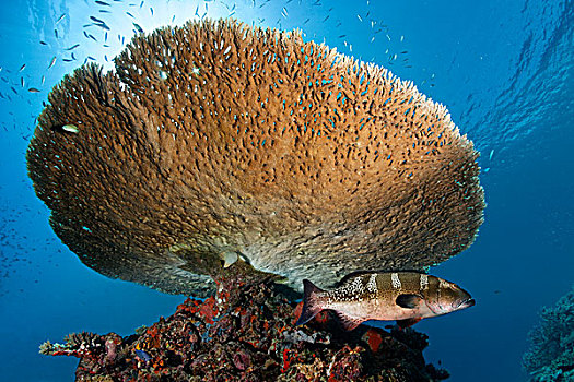 石斑鱼,潜伏,刷,珊瑚,印度洋,南马累环礁,马尔代夫,亚洲