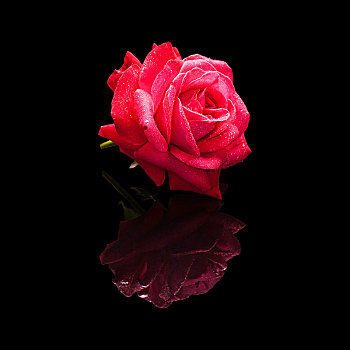 红玫瑰,花,水滴,隔绝,黑色背景