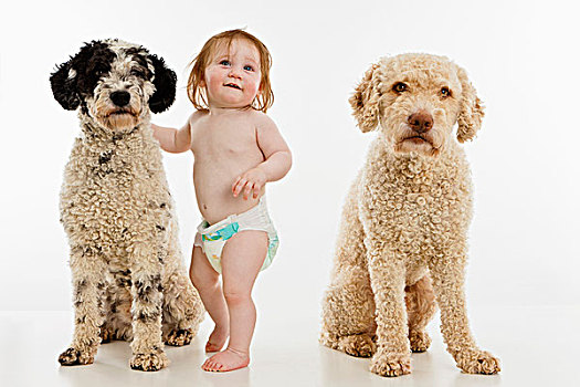 婴儿,女孩,两个,狗