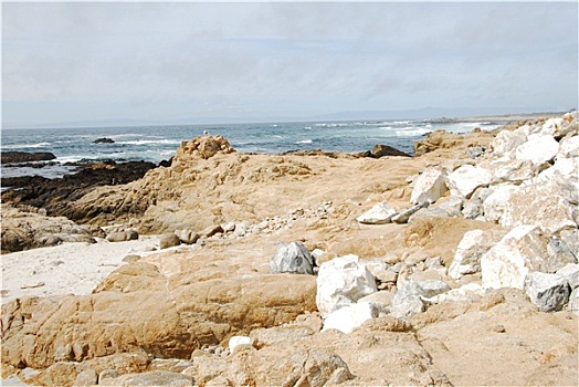 鸟,石头,圆石滩,加利福尼亚