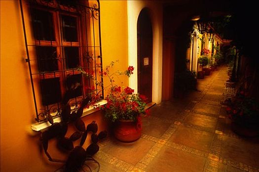 花,院落,窗户,走廊,瓦哈卡,墨西哥