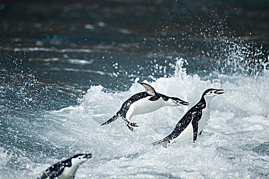 南极,南设得兰群岛,帽带企鹅,阿德利企鹅属,跳跃,游泳,海浪,欺骗岛