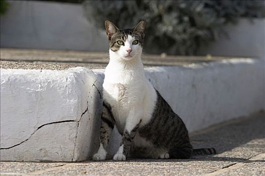 猫,伊比沙岛
