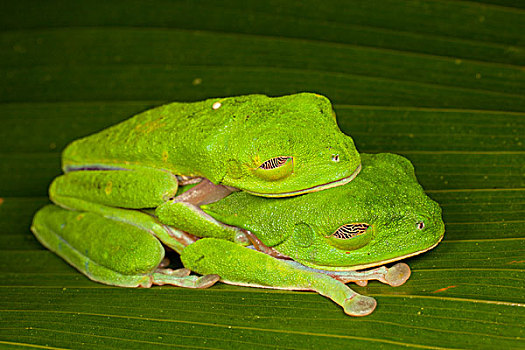 红眼树蛙,一对,交配,睡觉,闭眼,哥斯达黎加