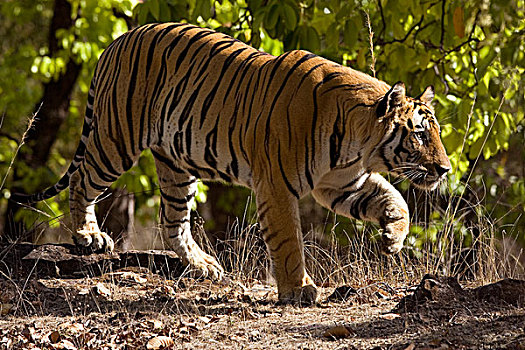 孟加拉虎,虎,尾随,捕食,班德哈维夫国家公园,中央邦,印度