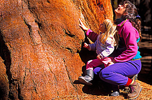 母子,3岁,接触,仰视,巨杉,红杉国家公园,加利福尼亚