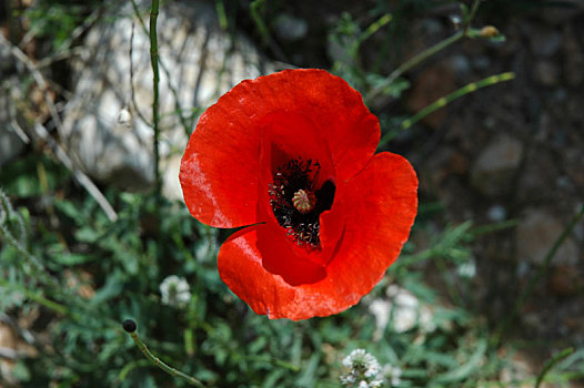 红色罂粟,西班牙