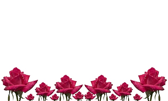 玫瑰花,图案,花,卡片,边界,白色背景