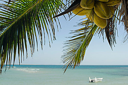 椰树,成熟,棕榈树,海滩