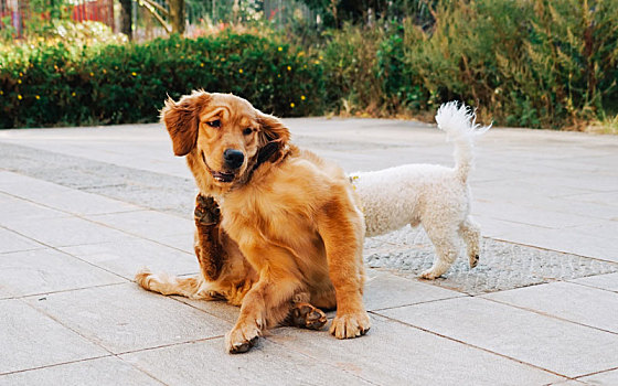 金毛猎犬