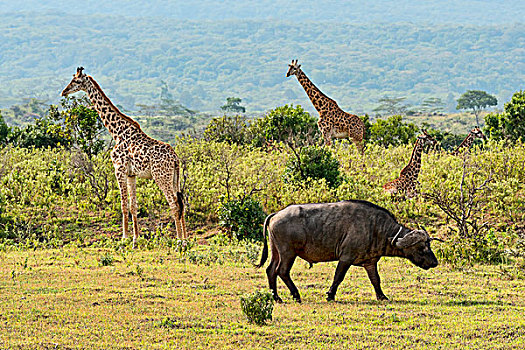 长颈鹿,南非水牛,非洲水牛,阿鲁沙,区域,坦桑尼亚,非洲