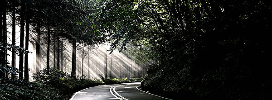 道路,树林,光线