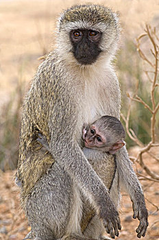 黑长尾猴,猴子,吸吮,塔兰吉雷国家公园,坦桑尼亚,非洲