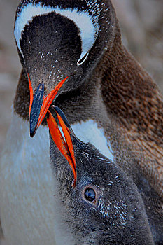 南极巴布亚企鹅金图企鹅喂食磷虾