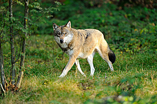灰太狼,走在草,巴伐利亚森林,巴伐利亚,德国