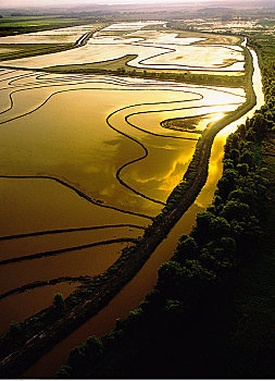 洪水,稻田,路易斯安那,美国