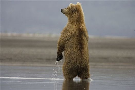 大灰熊,棕熊,成年,女性,后腿站立,三文鱼,卡特麦国家公园,阿拉斯加