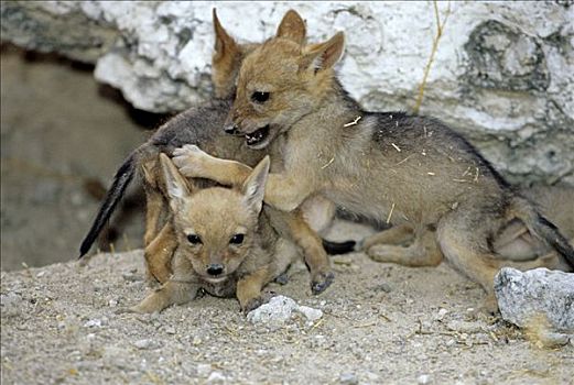 黑背狐狼,幼兽,黑背豺,玩,埃托沙国家公园,纳米比亚