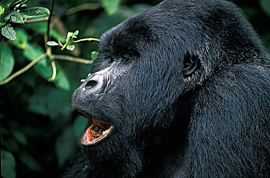 山地大猩猩,大猩猩,男性,头像,叫,公园,卢旺达