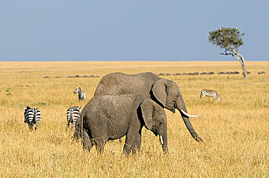 非洲,大象,多,风景,马赛马拉国家保护区,肯尼亚,东非