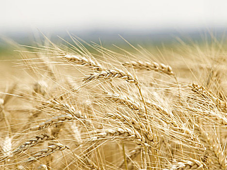 麦田,小麦,特写,头部,成熟,庄稼地,植物,有用植物,培育,谷物,象征,农业,地面