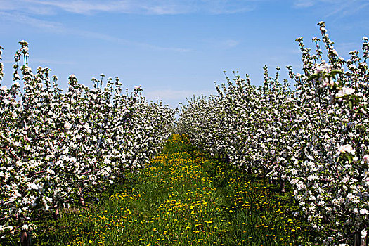 苹果园,花,晚春,东方镇,魁北克,加拿大,北美
