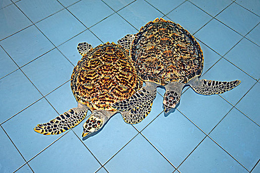 两个,玳瑁,海龟,2岁,饲养,车站,巴厘岛,印度尼西亚,亚洲