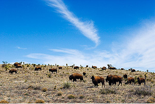 野牛,农场经营,德克萨斯,美国
