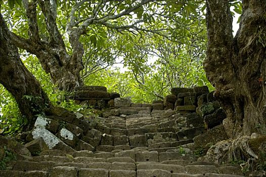 陡峭,楼梯,老,树,老挝