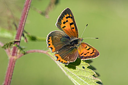 红灰蝶,女性,荨麻,荷兰