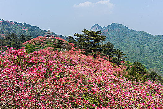 杜鹃花海